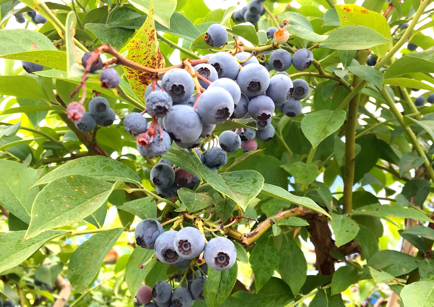 フレッシュ・ベリー・ファーム 鳥取県琴浦町赤崎 ハード系パン日替わり 軽食