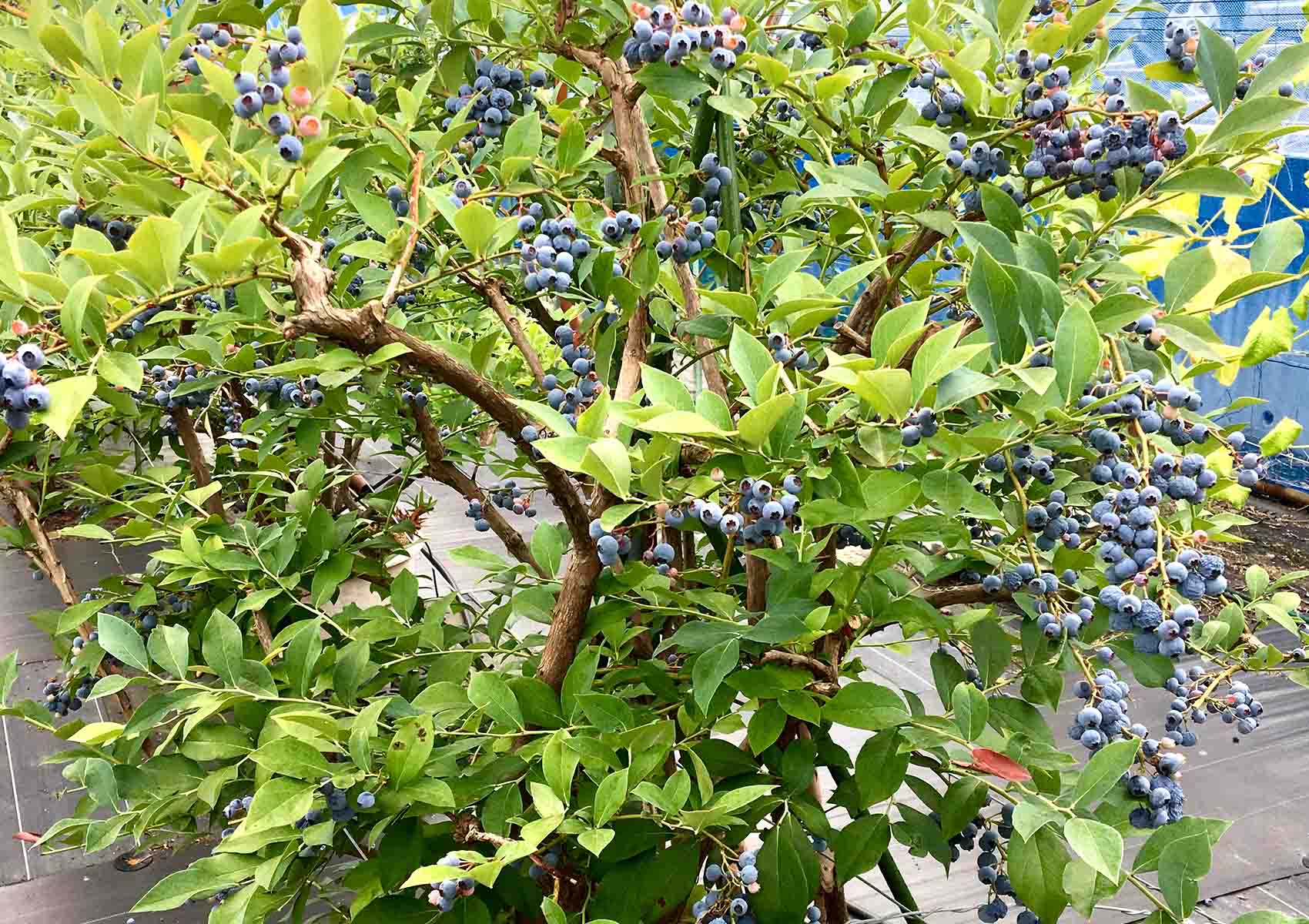 フレッシュ・ベリー・ファーム 鳥取県琴浦町赤崎 ハード系パン日替わり 軽食