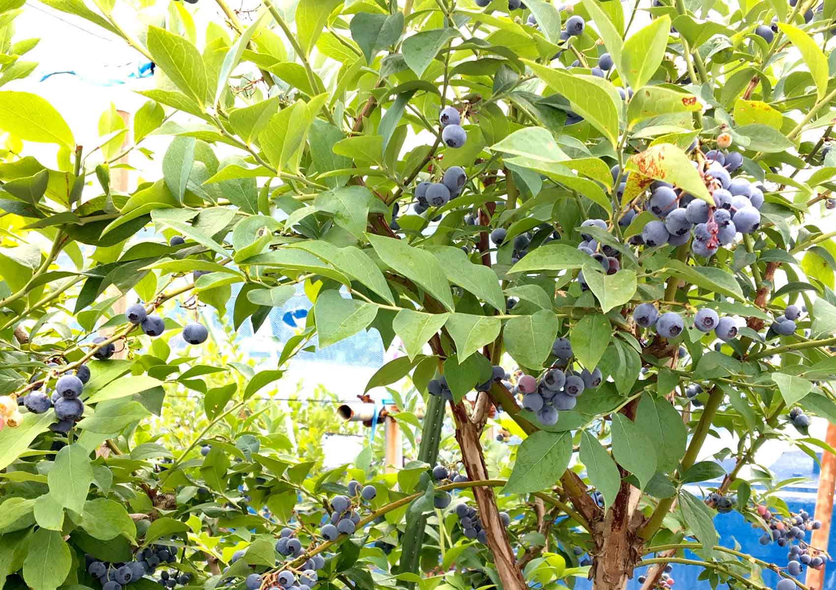フレッシュ・ベリー・ファーム 鳥取県琴浦町赤崎 ハード系パン日替わり 軽食