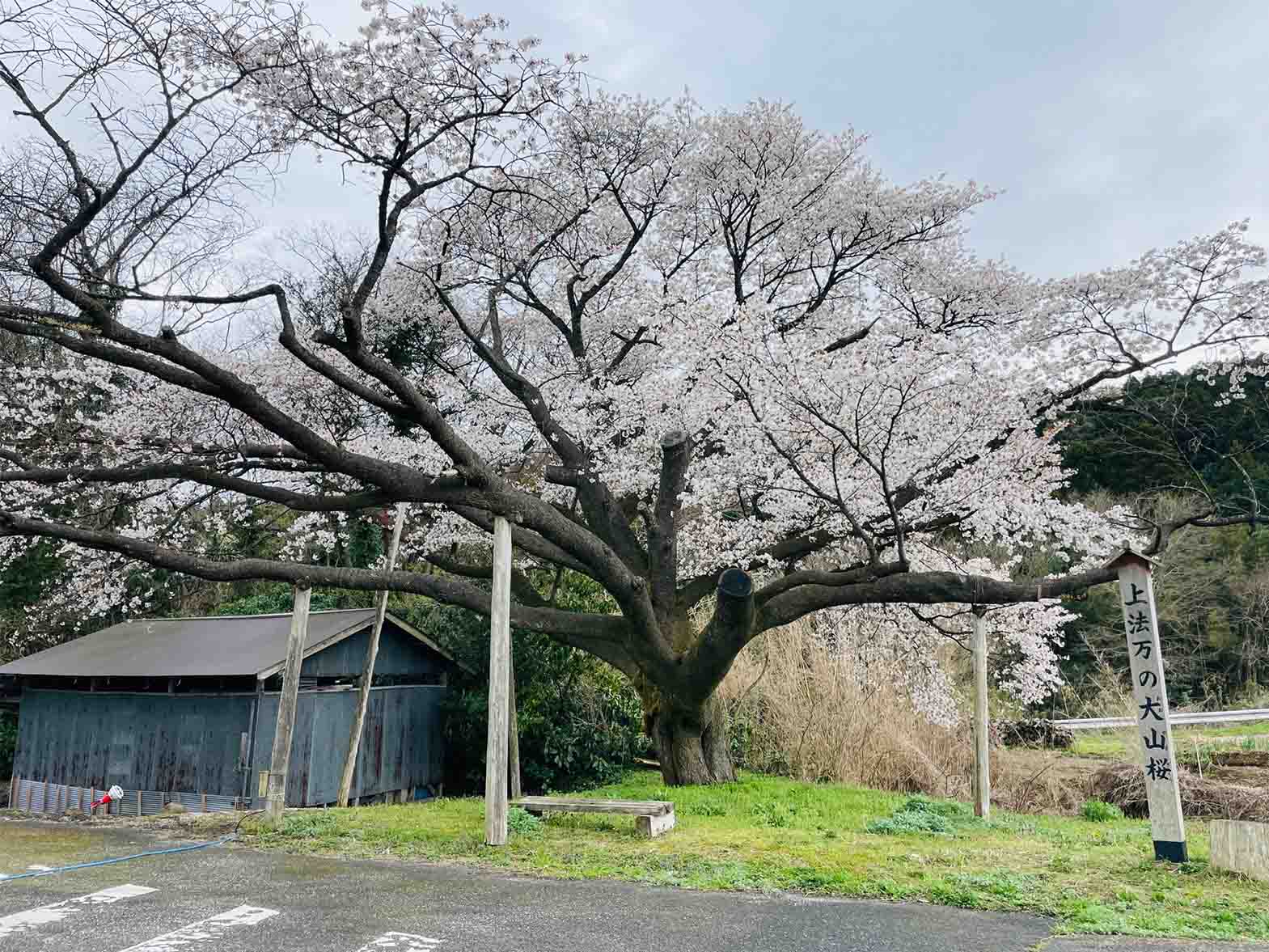 上法万のオオヤマザクラ