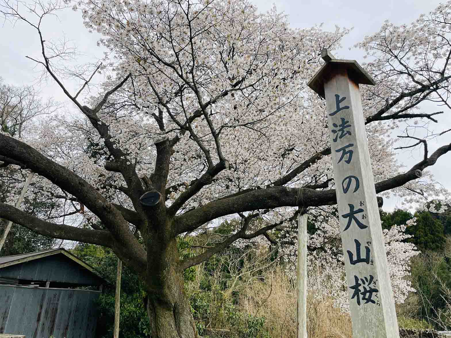 上法万のオオヤマザクラ