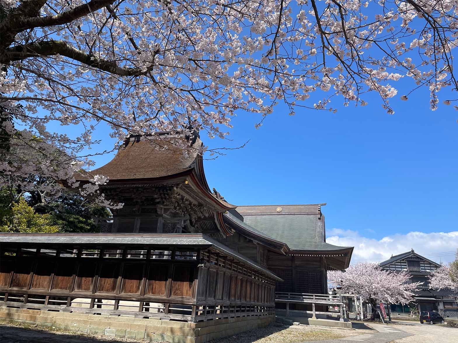 神﨑神社（ソメイヨシノ）