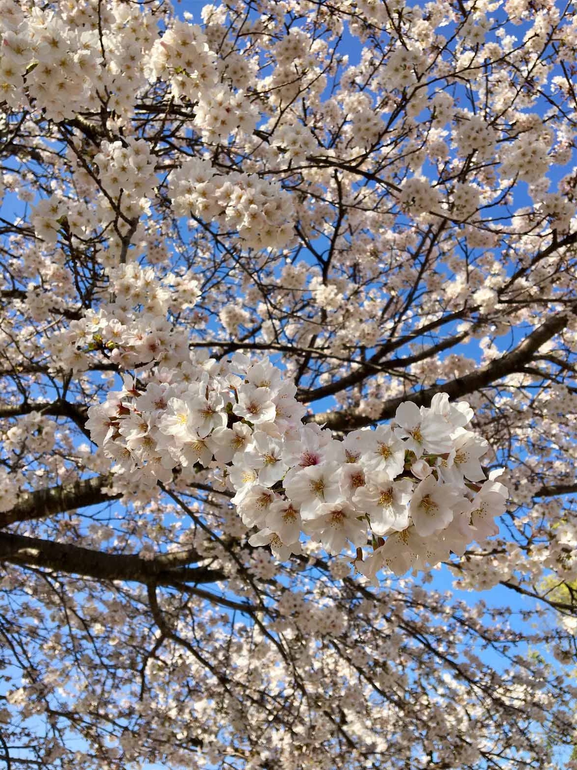 神﨑神社（ソメイヨシノ）
