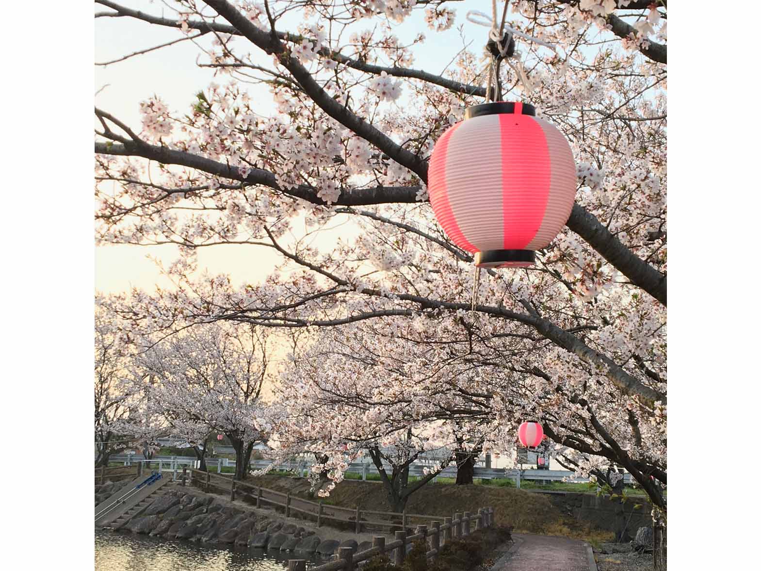 水辺公園（ソメイヨシノ）