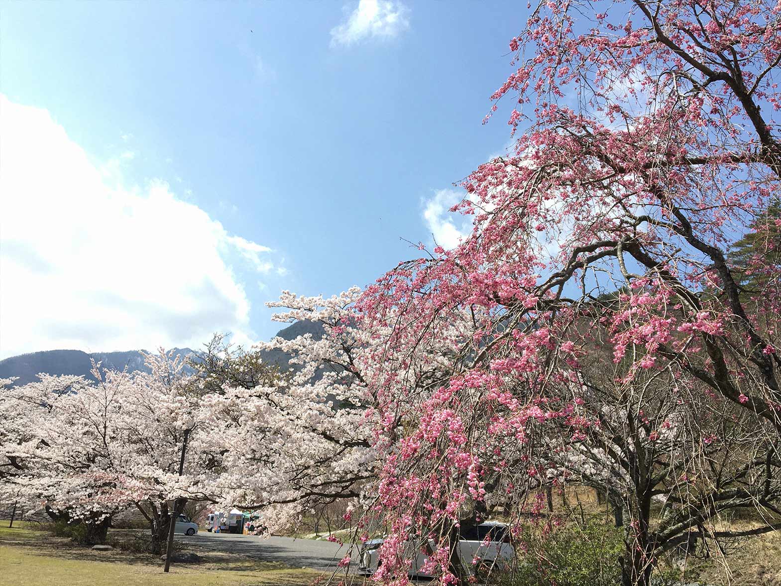 船上山万本桜公園（ソメイヨシノ・ヤエザクラ）