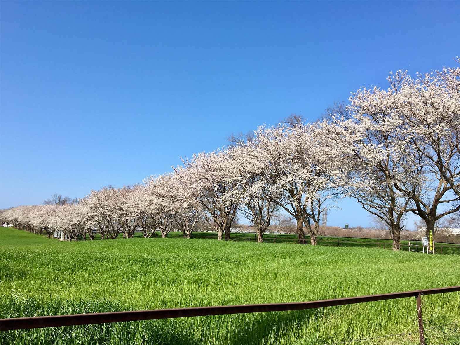 家畜改良センター鳥取牧場（ソメイヨシノ）