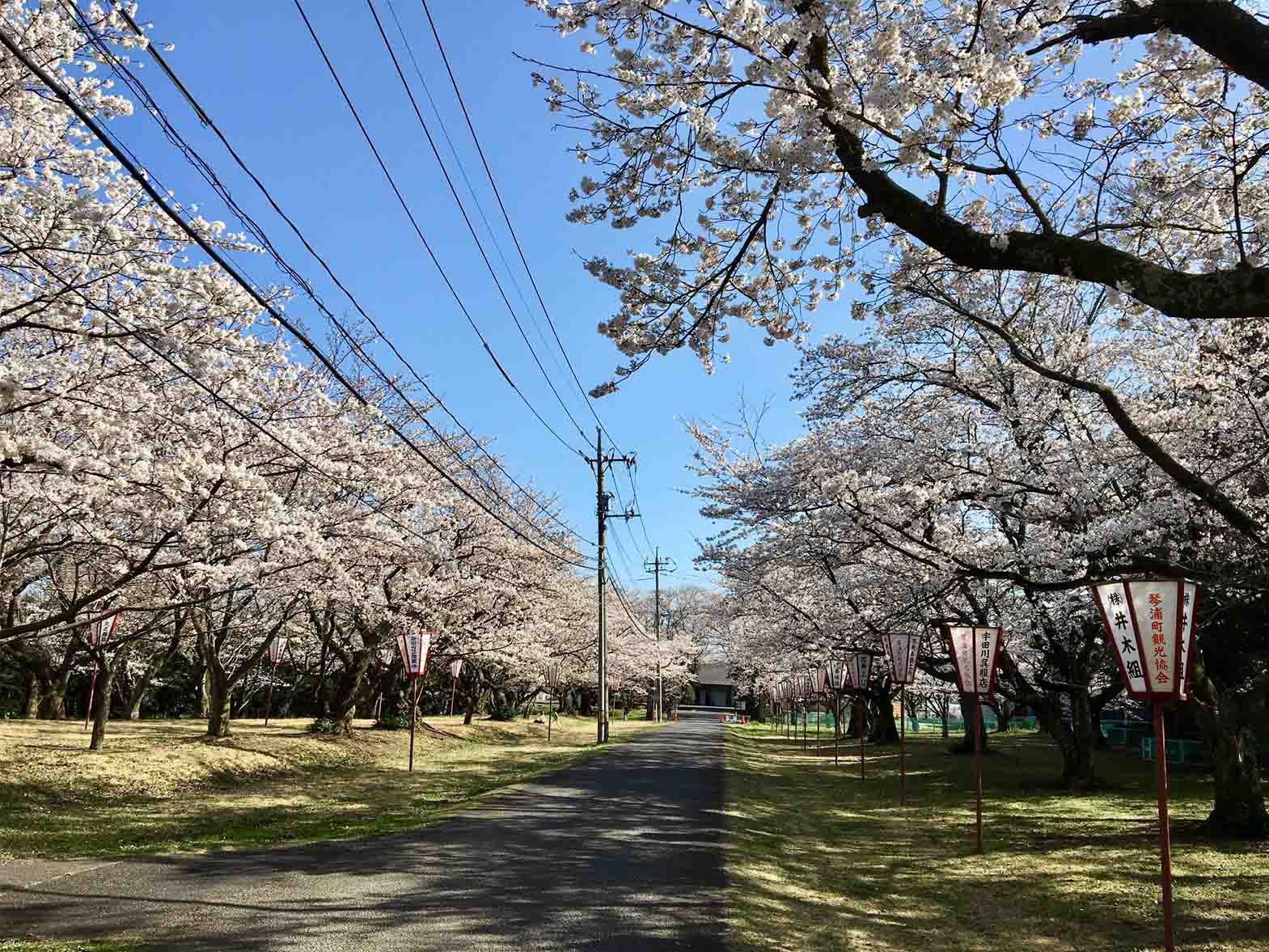 家畜改良センター鳥取牧場（ソメイヨシノ）