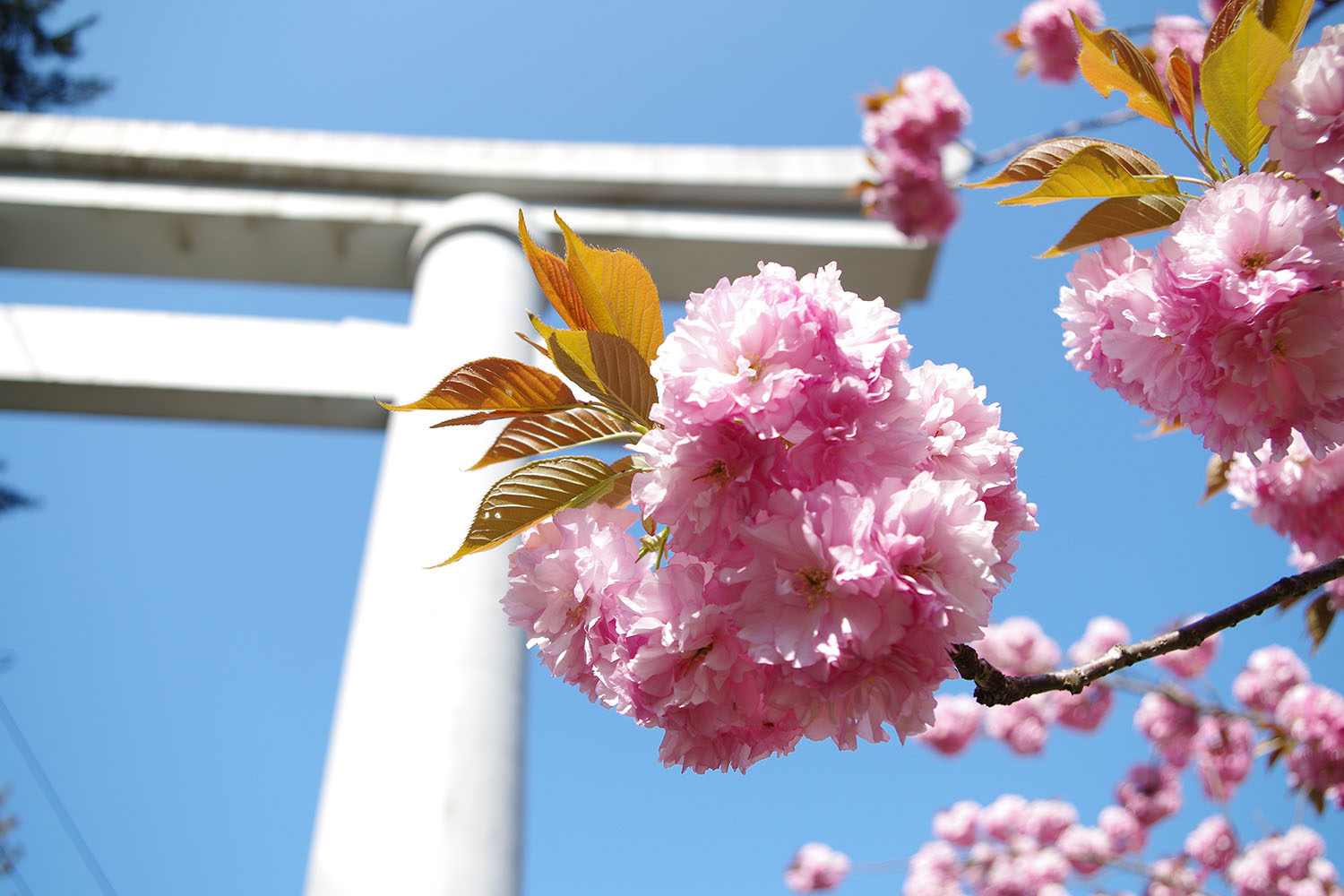 船上山 せんじょうさん 鳥取県琴浦町さくら船上山_八重桜