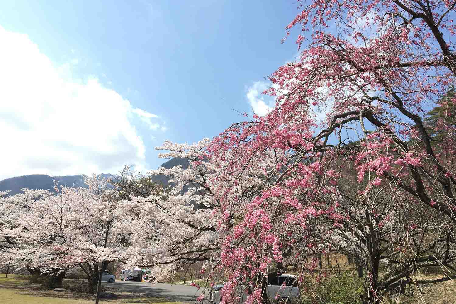 船上山 せんじょうさん 鳥取県琴浦町 さくら船上山シダレザクラ