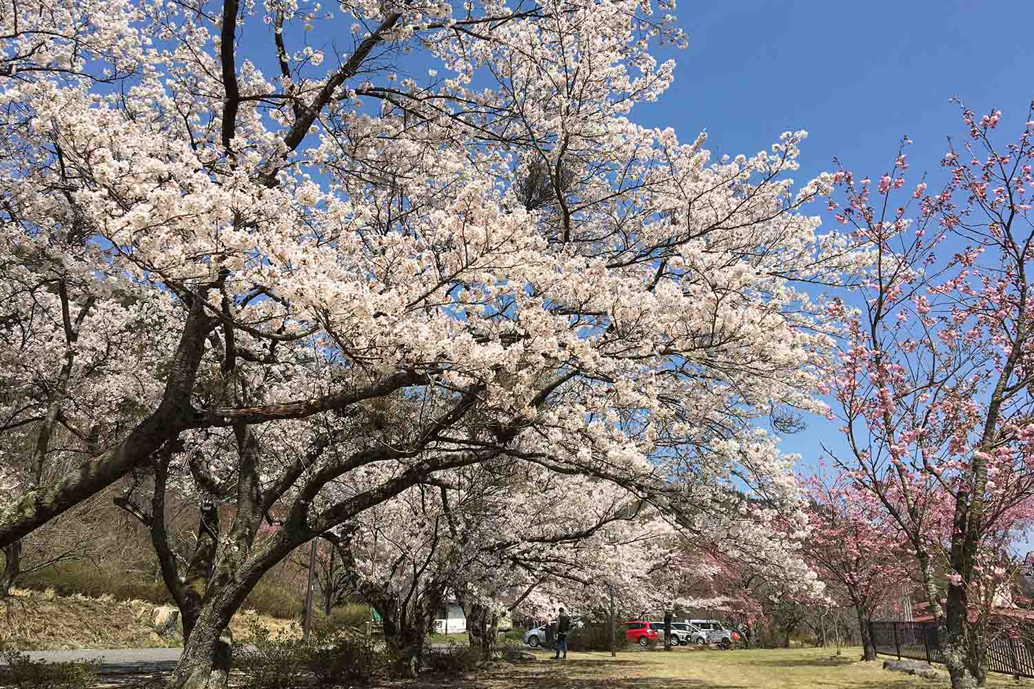 船上山 せんじょうさん 鳥取県琴浦町 さくら船上山ソメイヨシノ
